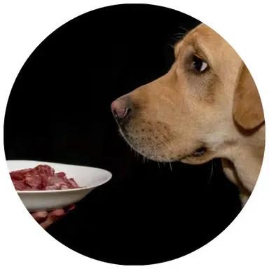 Pets Food